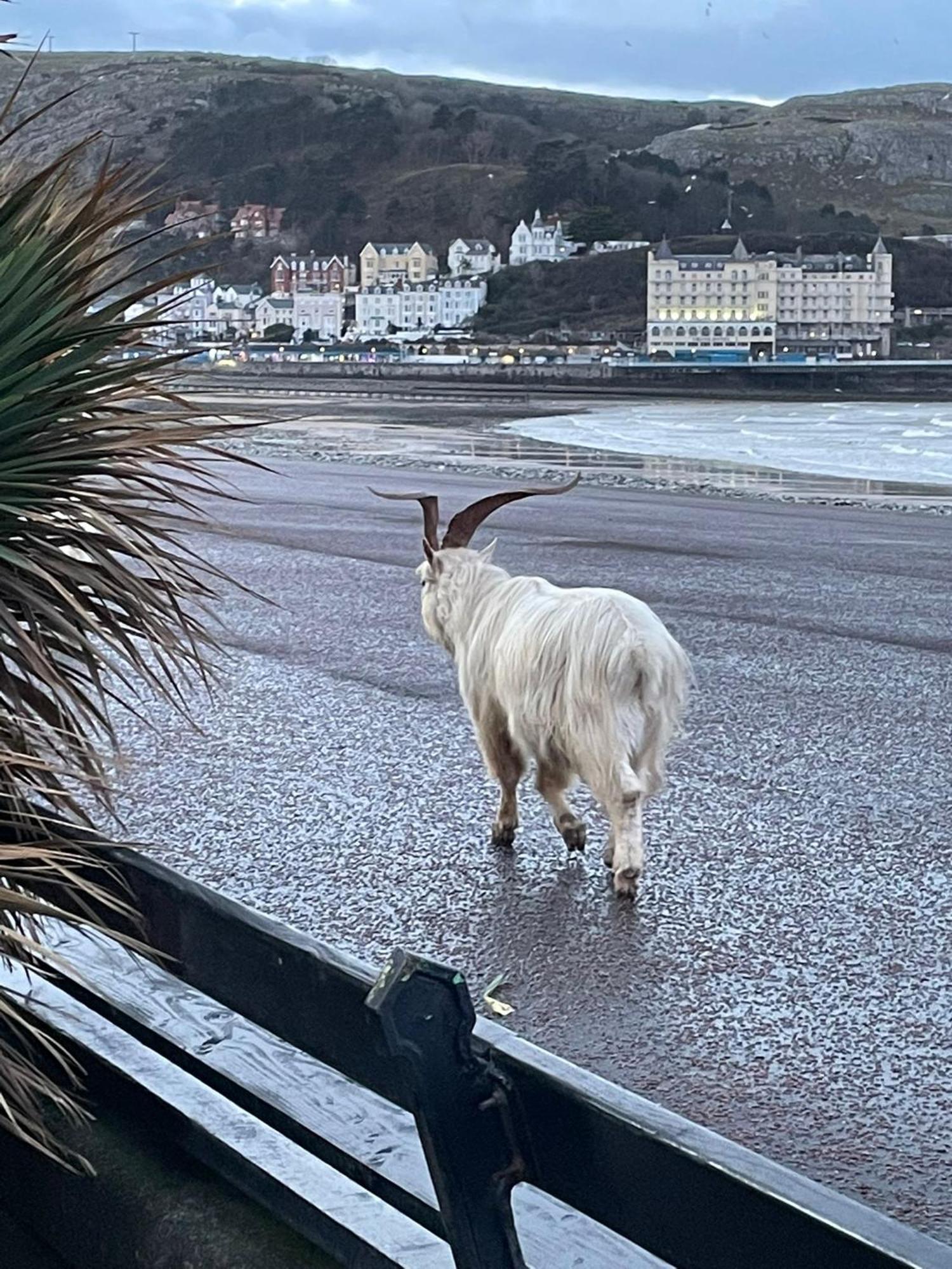 Glan Y Mor Hotel (Adults Only) Llandudno Bagian luar foto